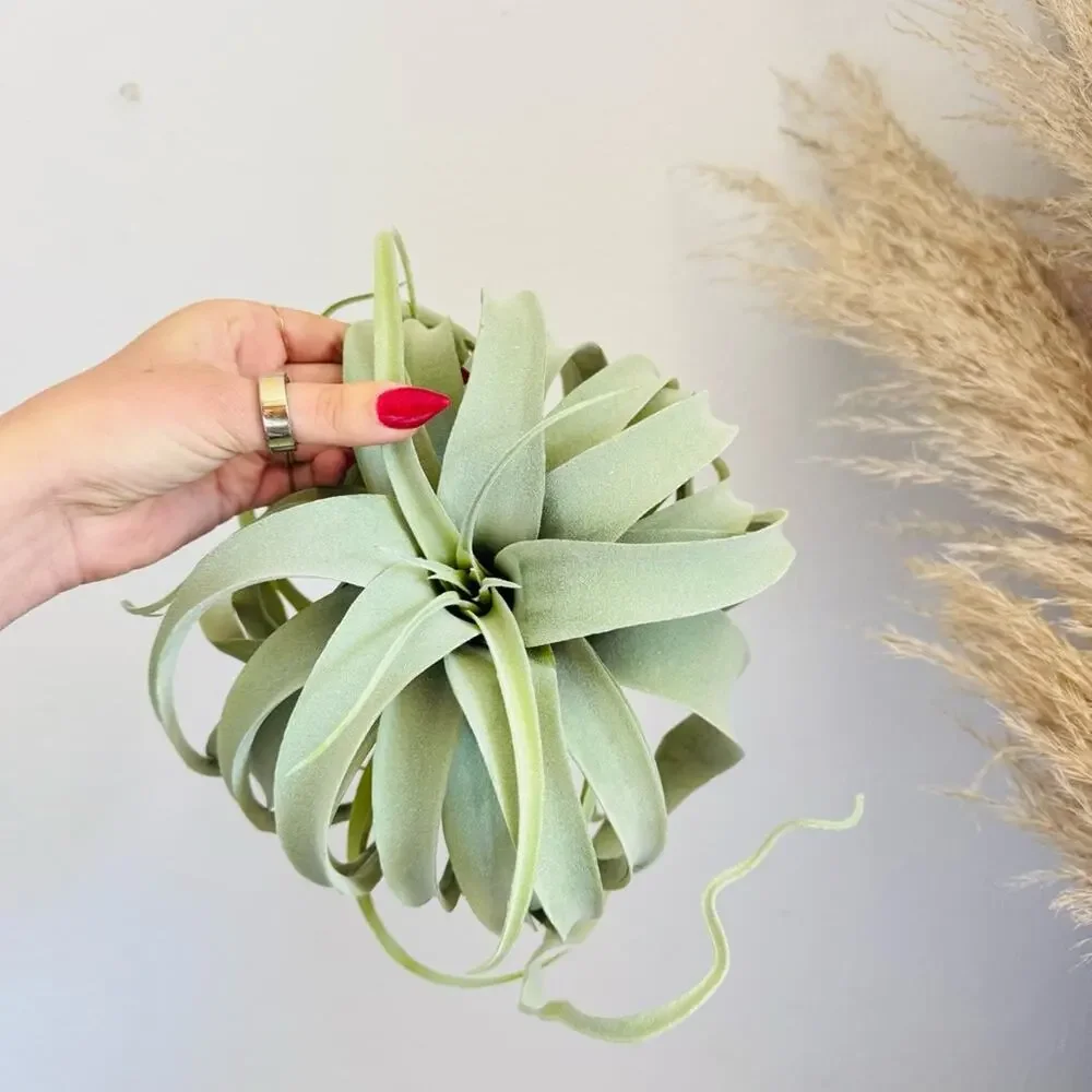 NEW POTTERY BARN Mint Green Faux Air Plant Tillandsia Tabletop Decor Display
